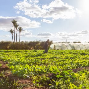Bakkal Farm Agroecologie Marrakech Des Formations En Permaculture Pour Tous 3